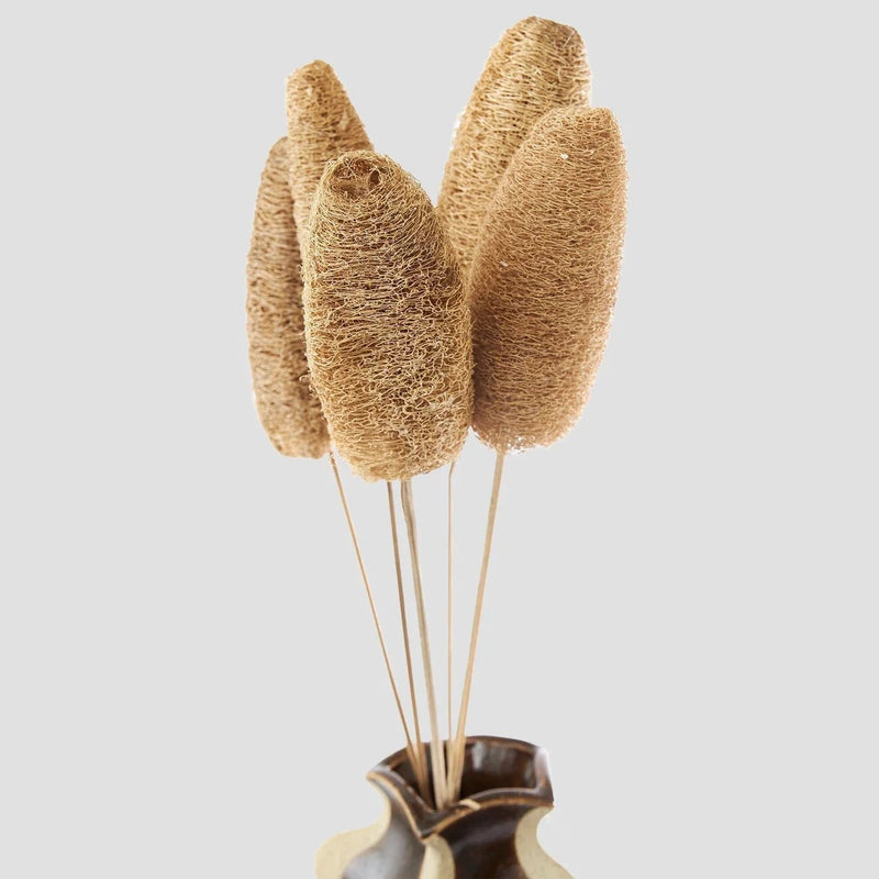 Gerviblóm Flore Luffa 5 stk