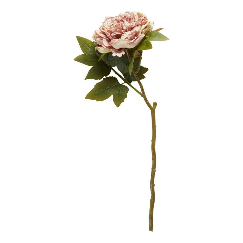 Gerviblóm Peony bleikt