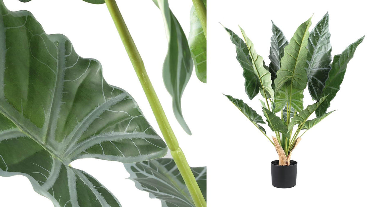 Planta í Potti Alocasia