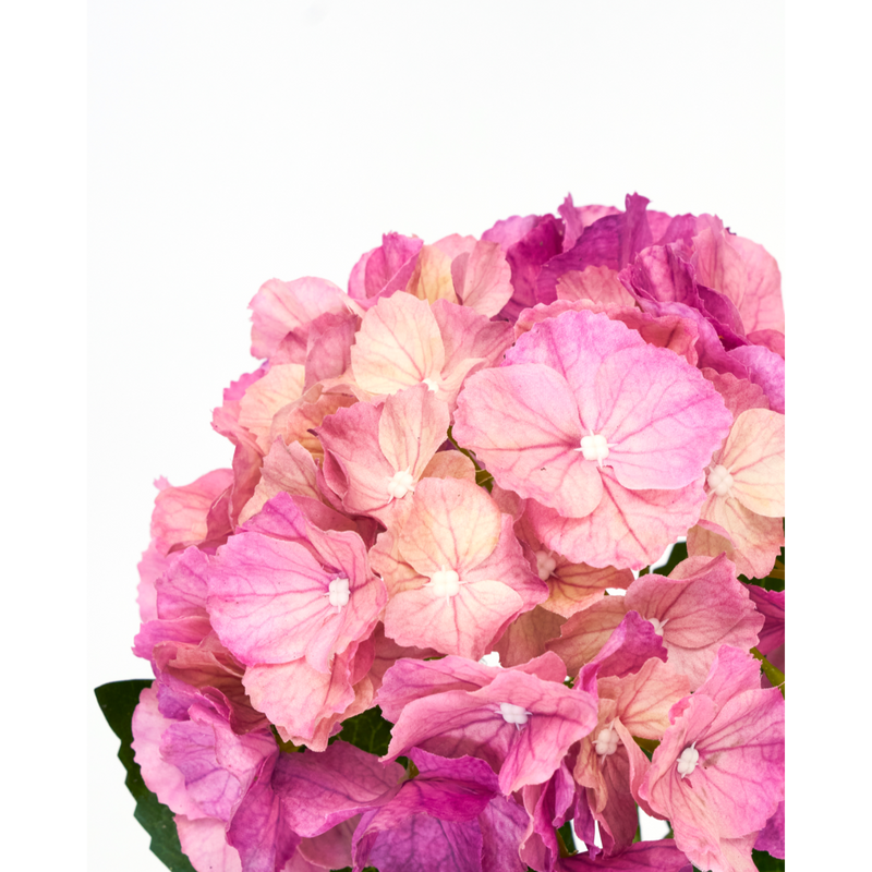 Gerviblóm Hydrangea bleikt