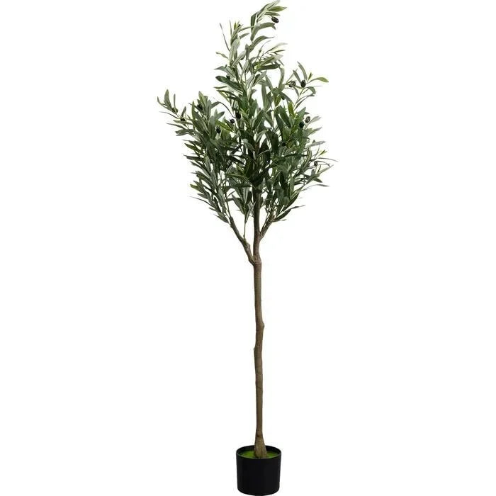 Ólífutré Olive 150cm