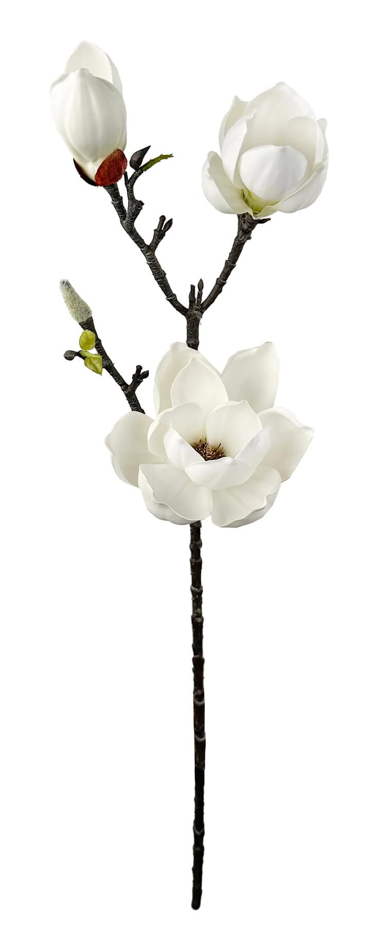Grein magnolia hvít 75cm