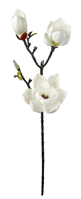 Grein Magnolia Shishi Hvít 75 cm