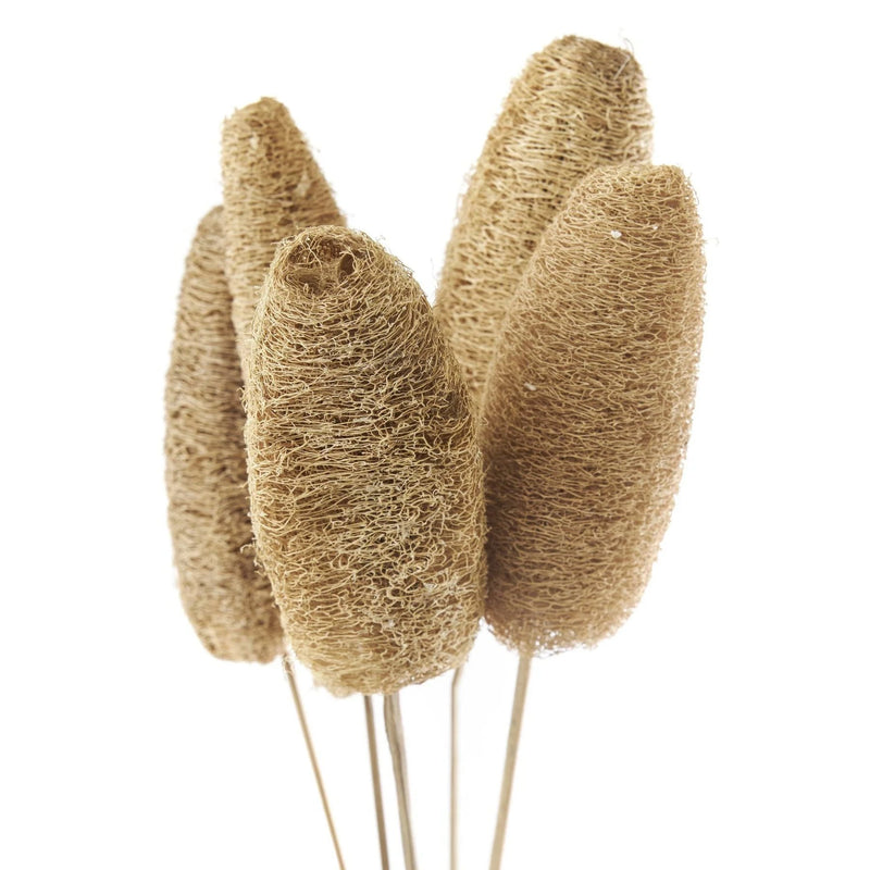 Gerviblóm Flore Luffa 5 stk