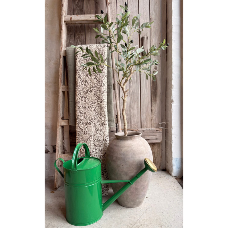 Ólífutré í potti 103cm