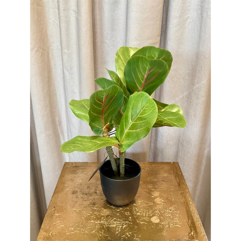 Gerviblóm Fíkjutré 34cm
