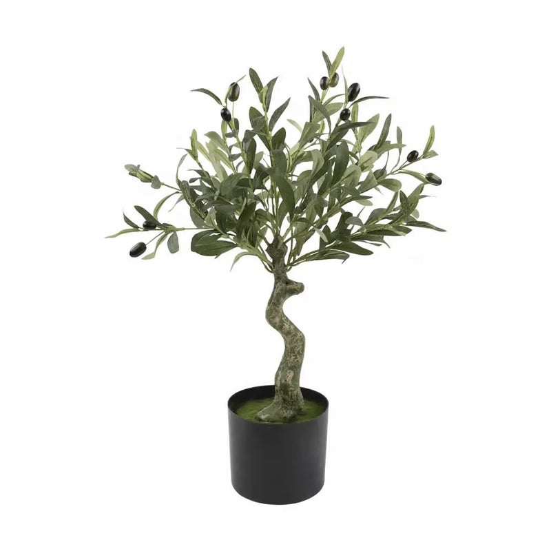 Ólífutré 65cm