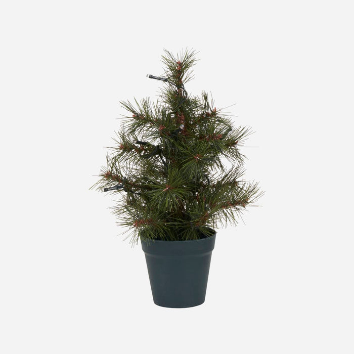 Jólatré Pinus 30 cm