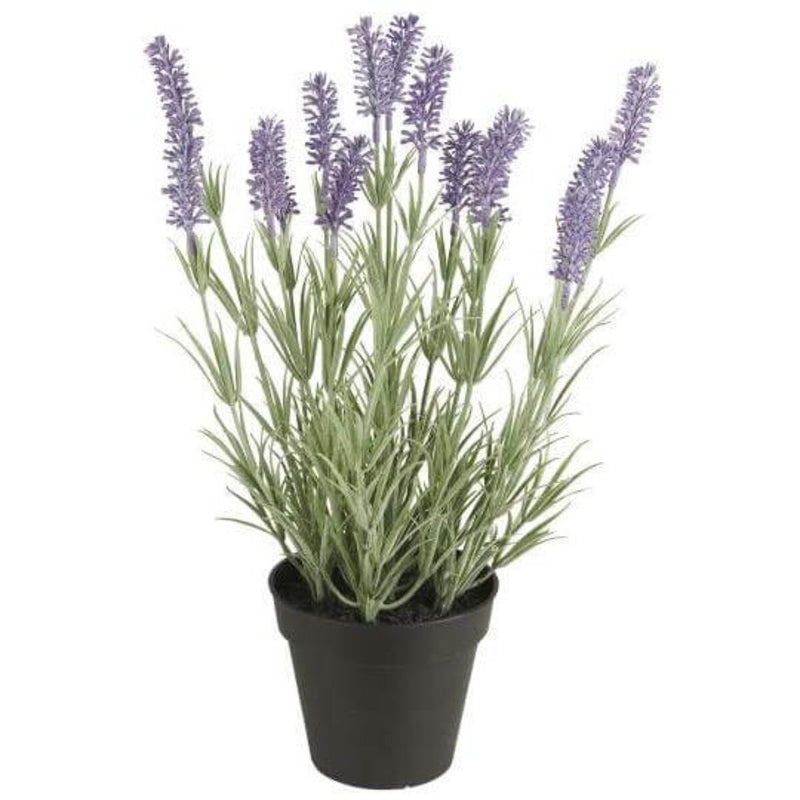 Gerviblóm Lavender