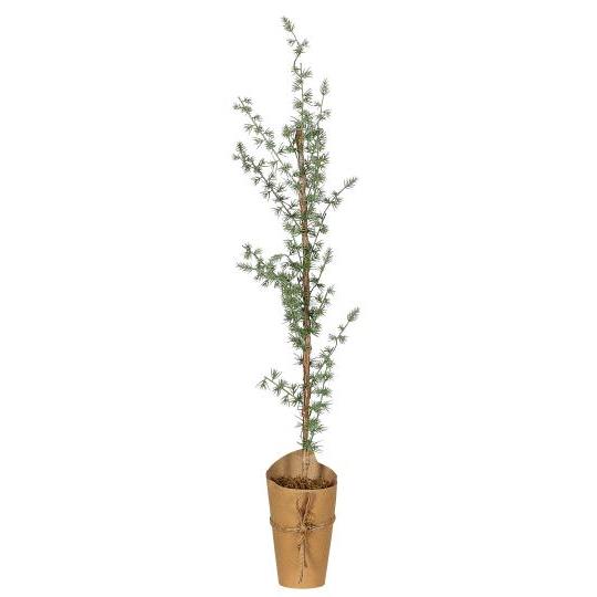 Jólatré Cedar 75 cm