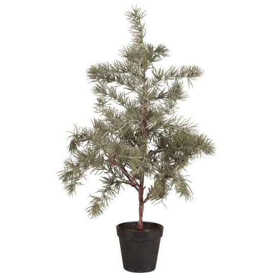 Sedrustré í potti 60cm