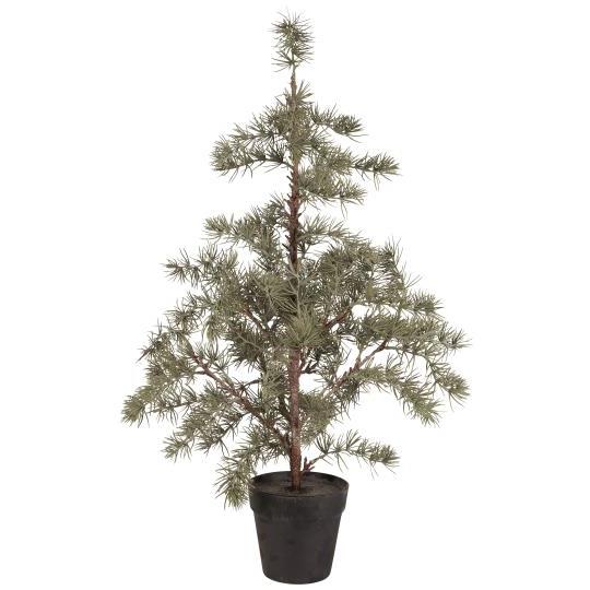 Sedrustré í potti 80cm