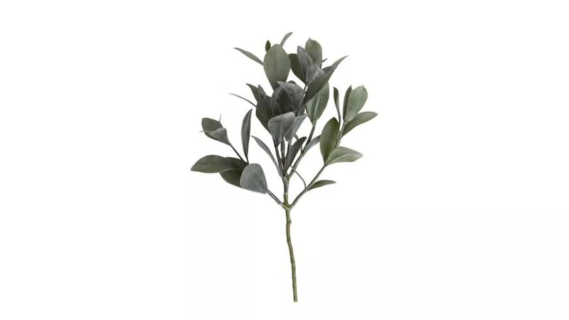 Eucalyptus grein