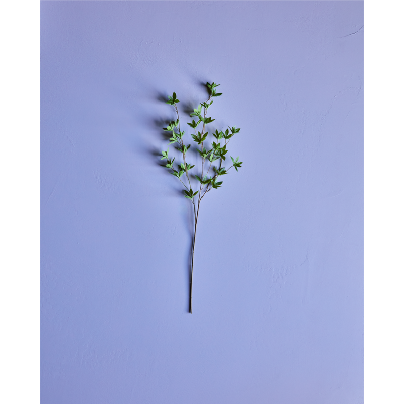Gervigrein Japonica