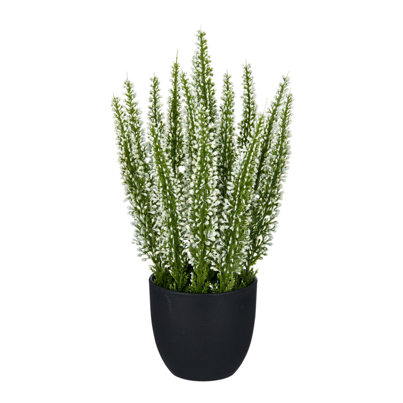 Pottaplanta Calluna