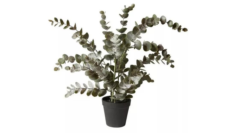 Gerviblóm eucalyptus