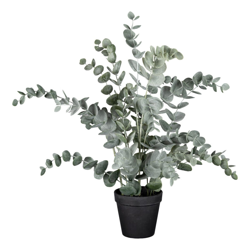 Gerviblóm Eucalyptus í potti 50cm