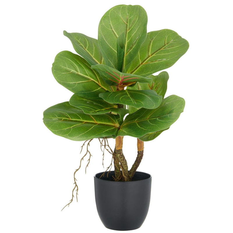 Gerviblóm Fíkjutré 34cm