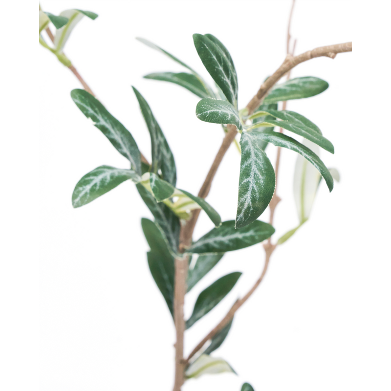 Gervigrein Olive