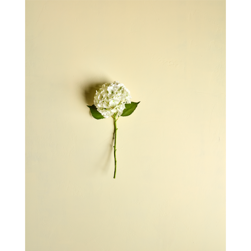 Gerviblóm Hydrangea