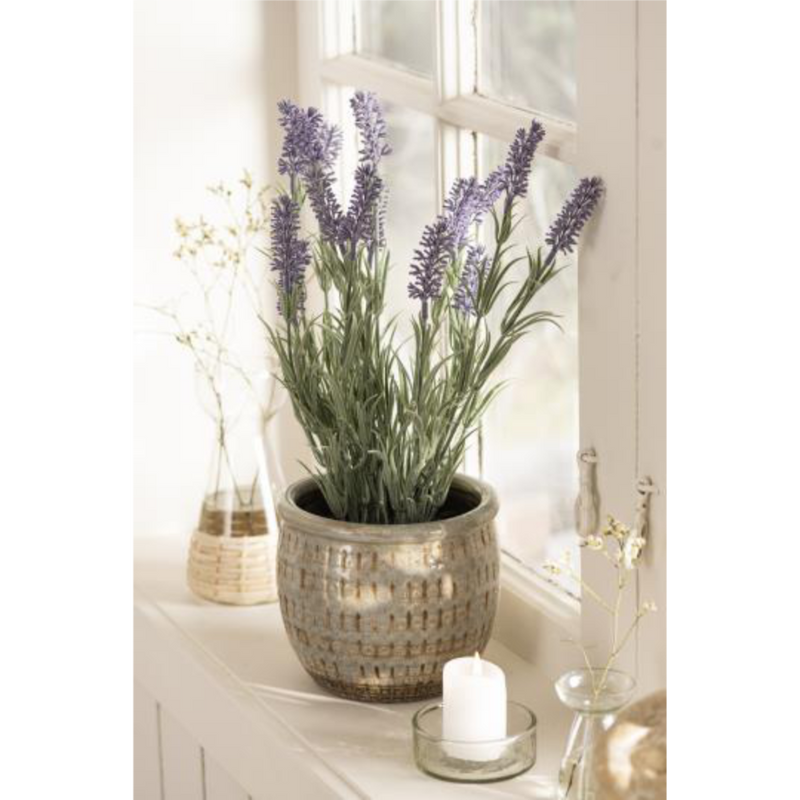 Gerviblóm Lavender