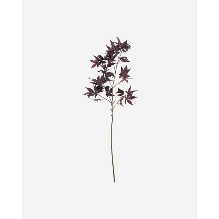 Gerviblóm Maple burgundy