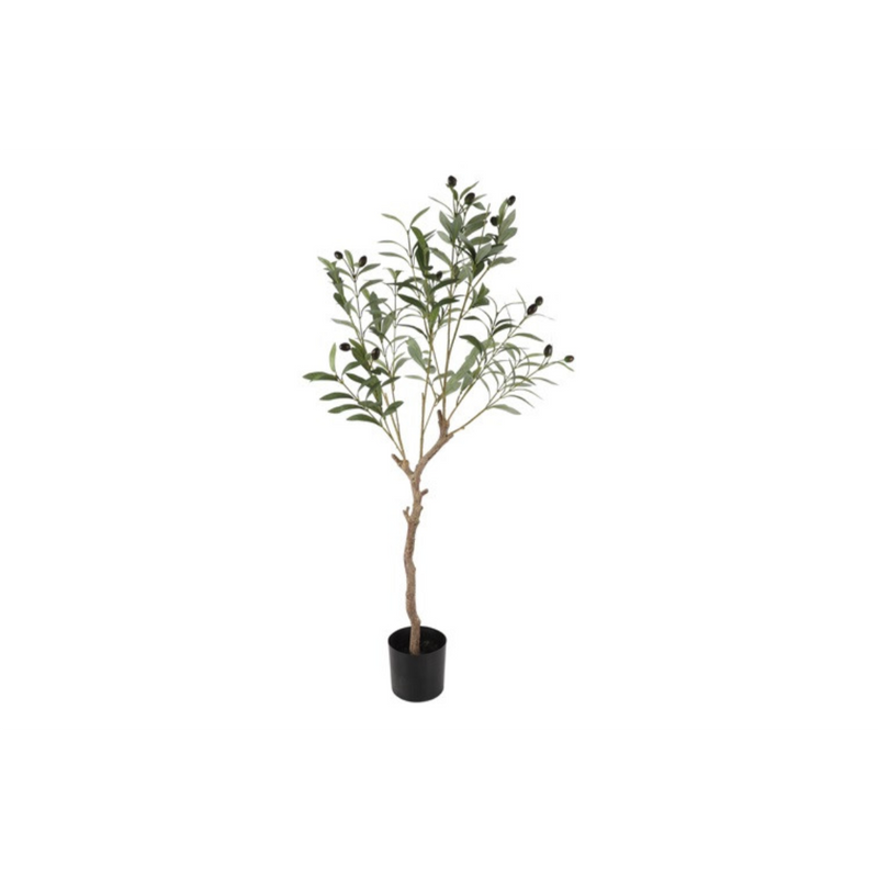 Ólífutré í potti 103cm