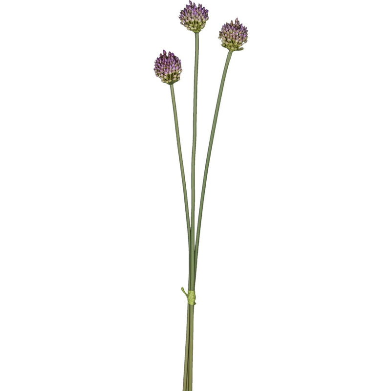 Gerviblóm Allium