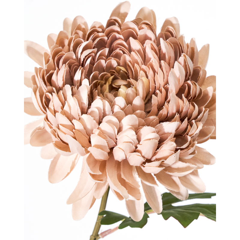 Gerviblóm Dusty rose