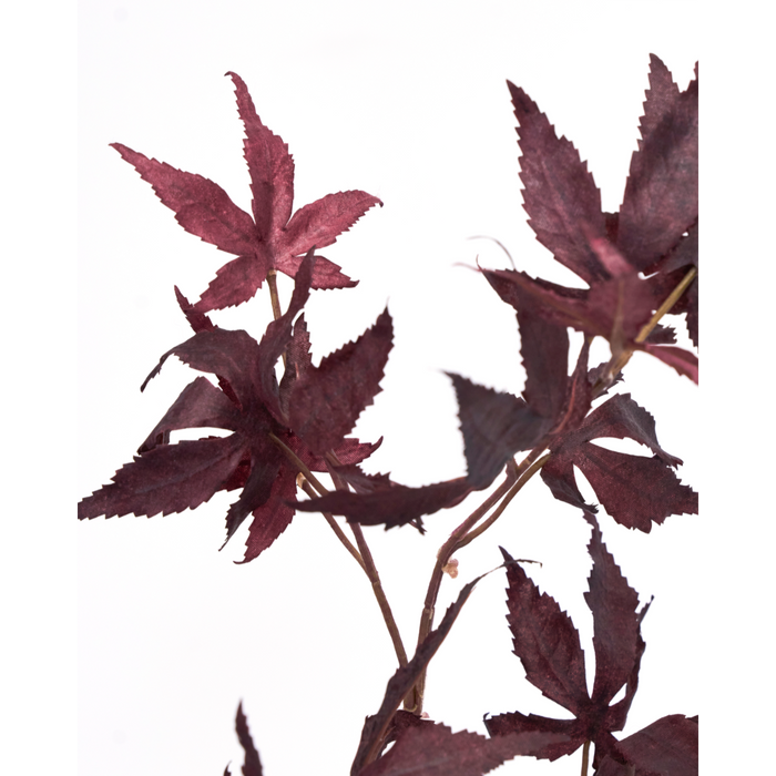 Gerviblóm Maple burgundy