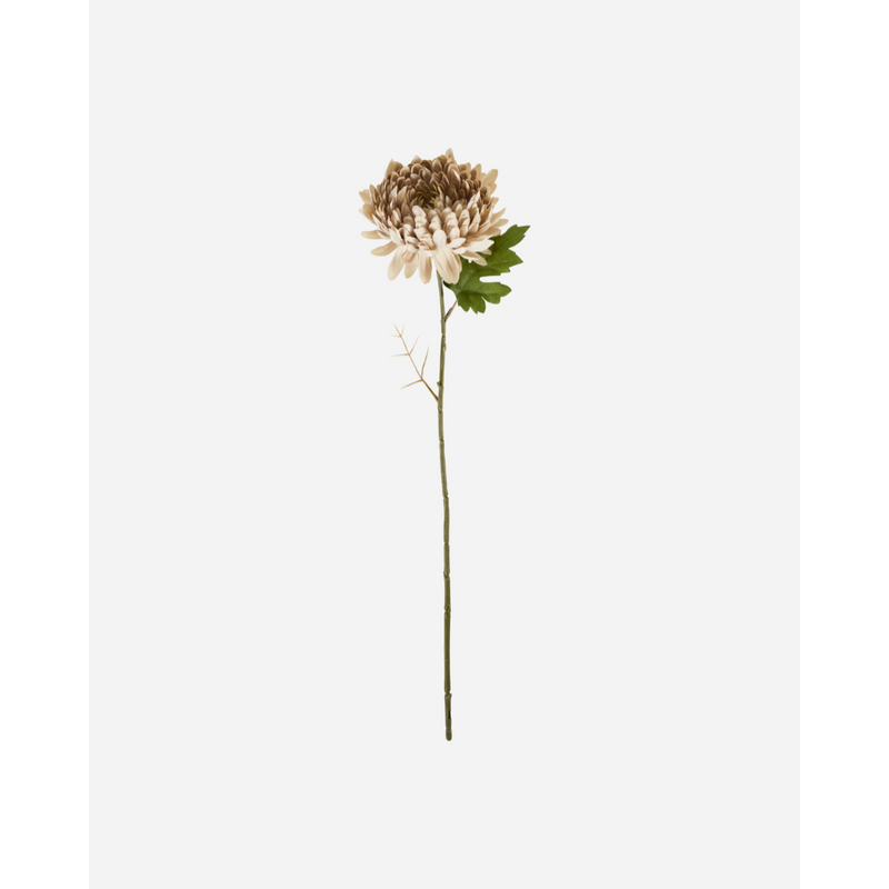 Gerviblóm Dusty rose