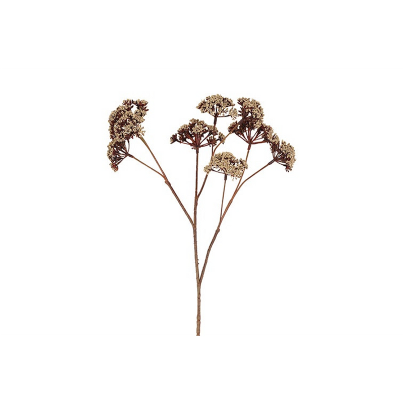 Gerviblóm Eupatorium 57cm