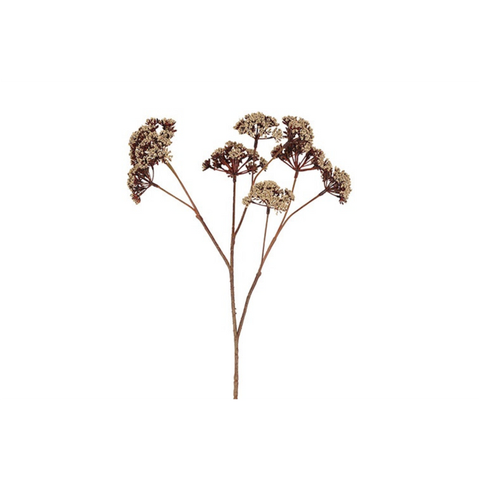 Gerviblóm Eupatorium 57cm