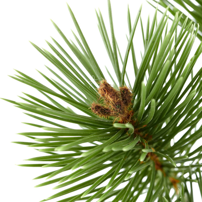 Greni skrautgrein 47cm