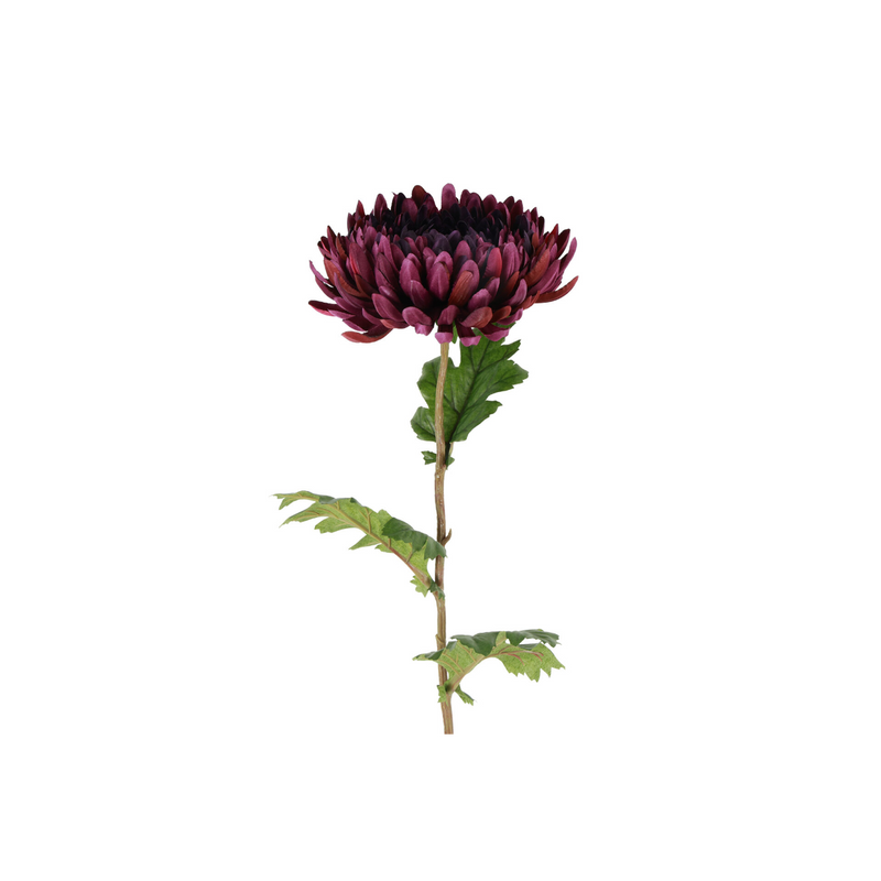 Gerviblóm Chrysan lilla