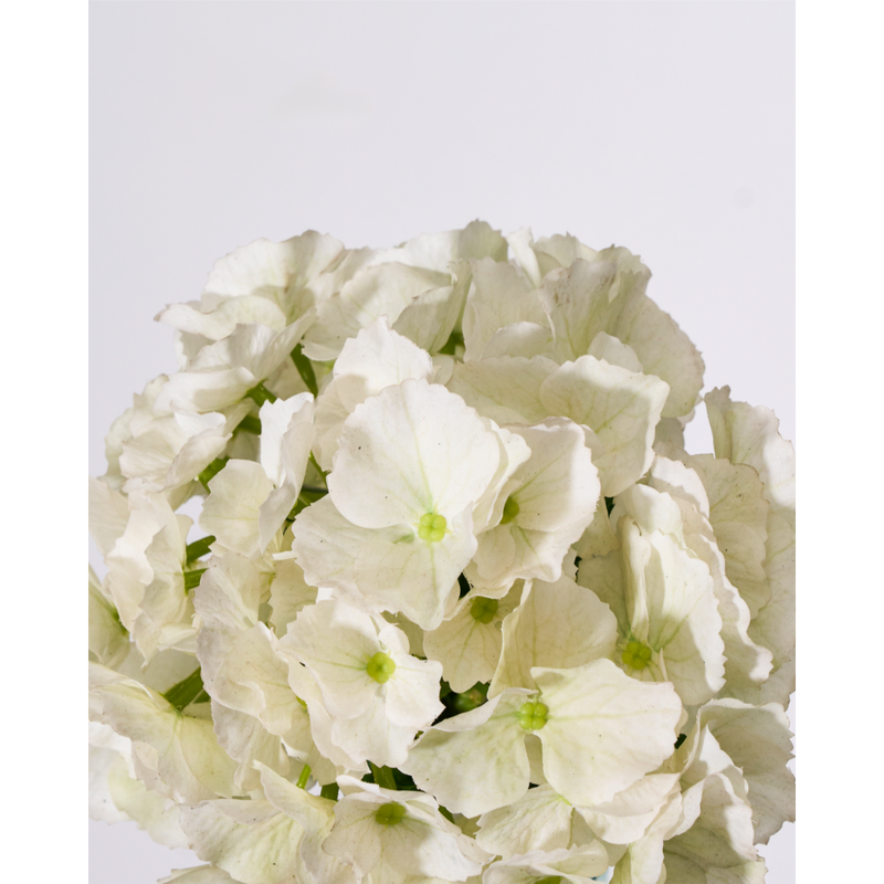Gerviblóm Hydrangea