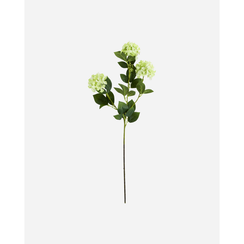 Gerviblóm Viburnum