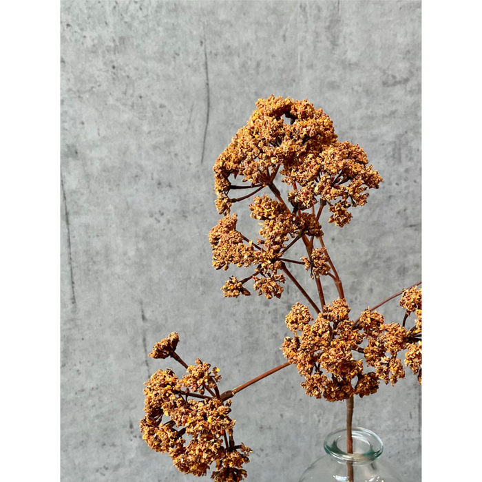 Gerviblóm Eupatorium 57cm