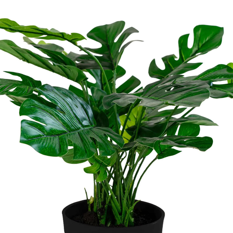 Gerviblóm monstera