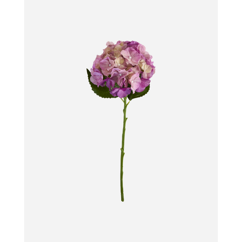 Gerviblóm Hydrangea bleikt