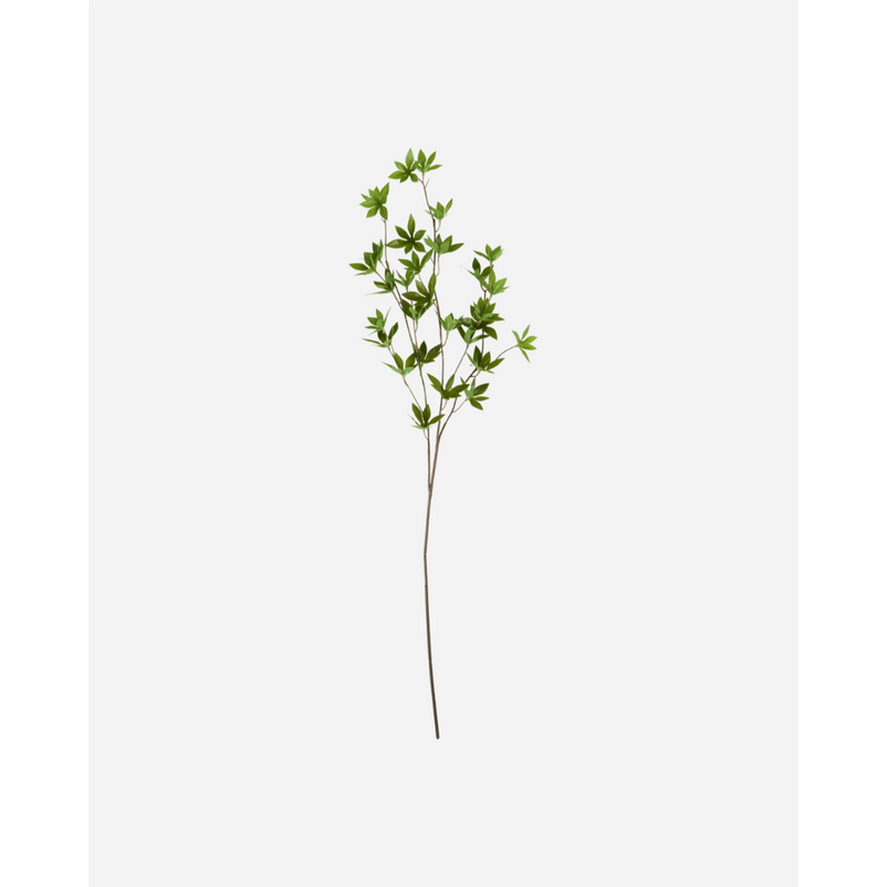 Gervigrein Japonica