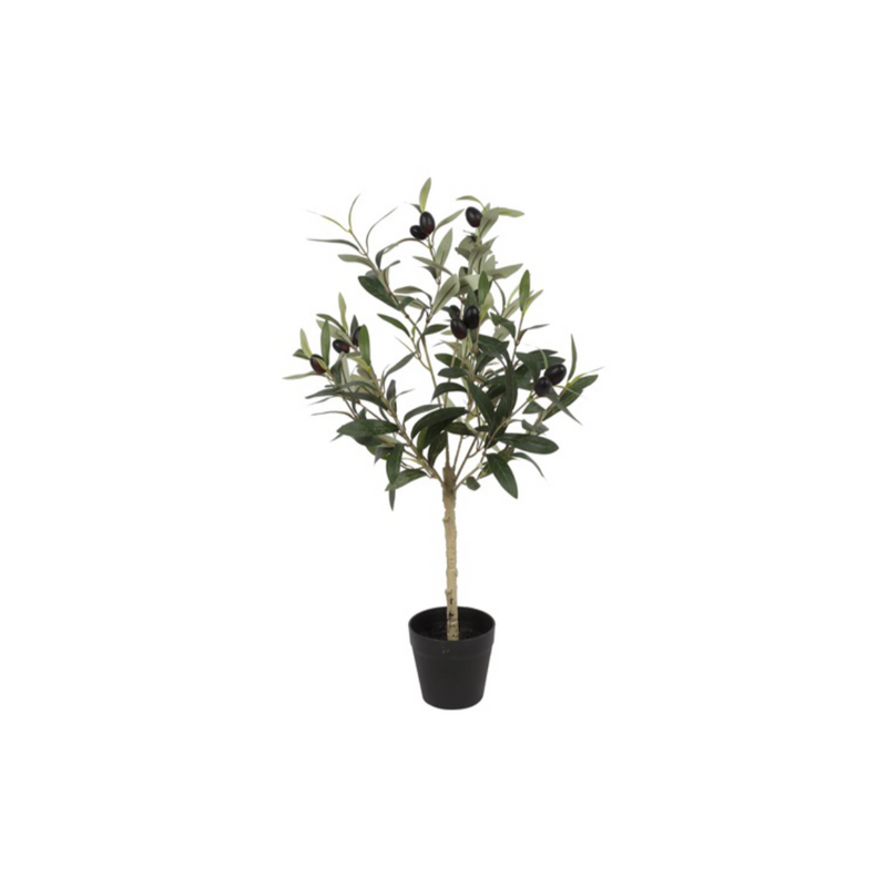 Ólífutré í potti 65cm