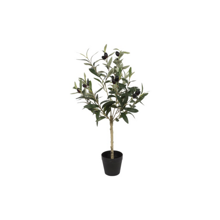 Ólífutré í potti 65cm