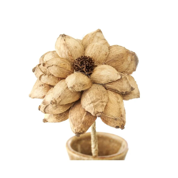 Skrautblóm Flore iris