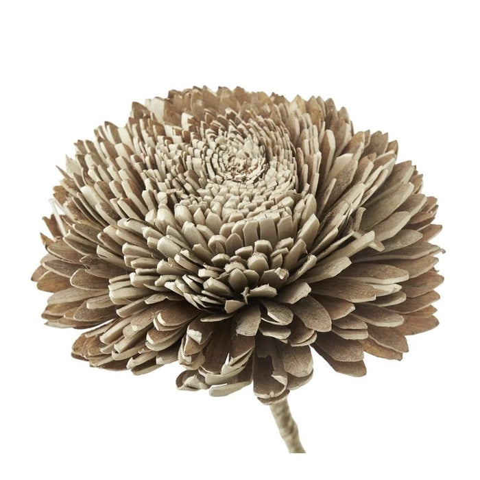 Gerviblóm Flore Zinnia