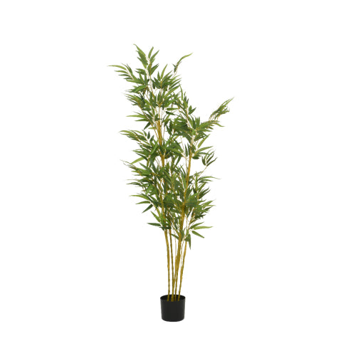 Planta Bamboo 80x150 cm