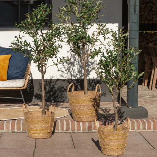 Gerviblóm Ólífurtré 120cm