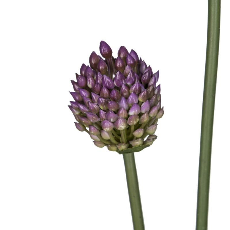 Gerviblóm Allium