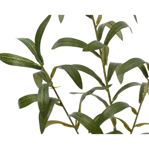 Grein olífu 77cm