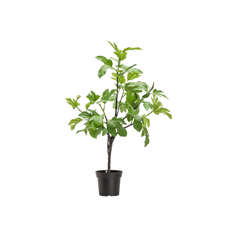 Gerviblóm Fíkjutré 81cm